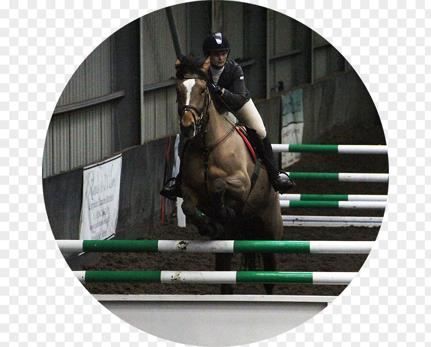 Talygarn Equestrian Centre Show Jumping Hunt Seat Rein Equitation Stallion PNG
