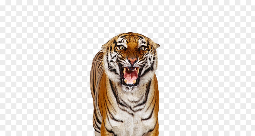 Tiger Bengal White Over The Shoulder Shot PNG