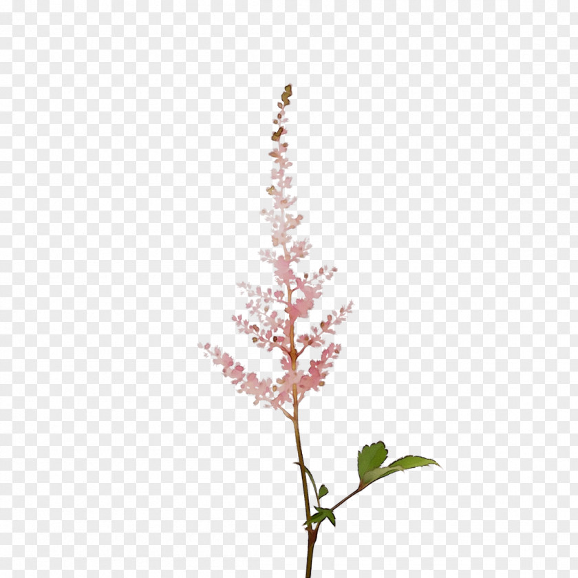 Twig Plant Stem Leaf Flower Plants PNG