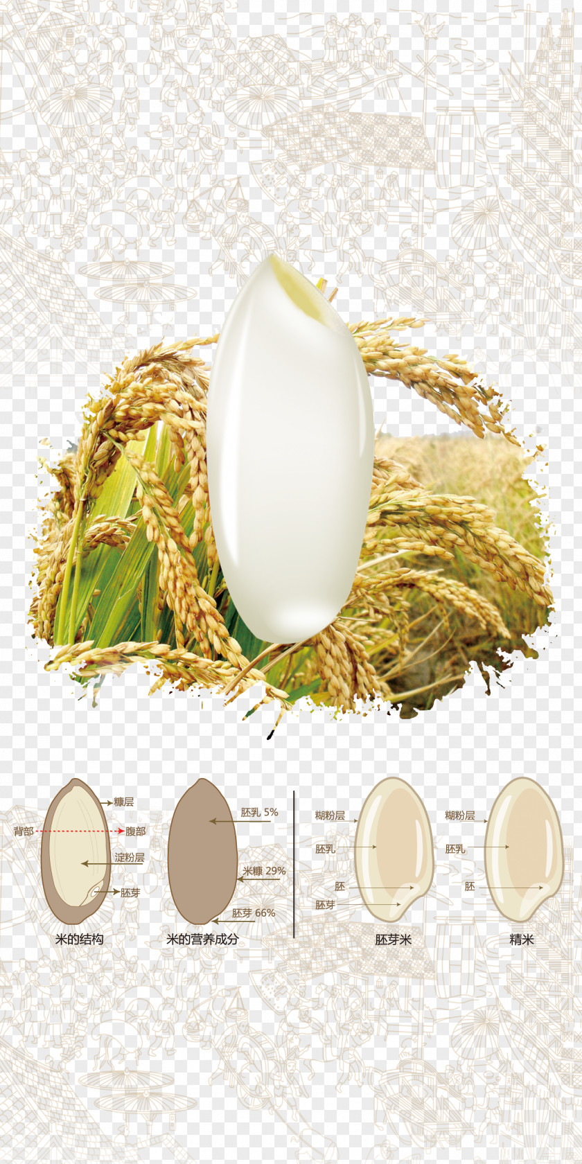 Rice Particles Oryza Sativa Cereal Paddy Field PNG
