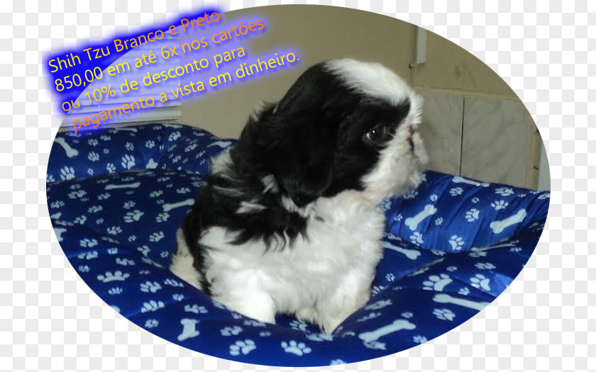 Shih Tzu Japanese Chin Havanese Dog Chinese Imperial Puppy PNG