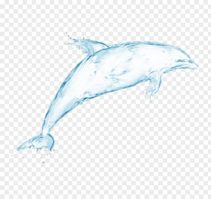 White Whale Dolphin Drawing Drop Wallpaper PNG