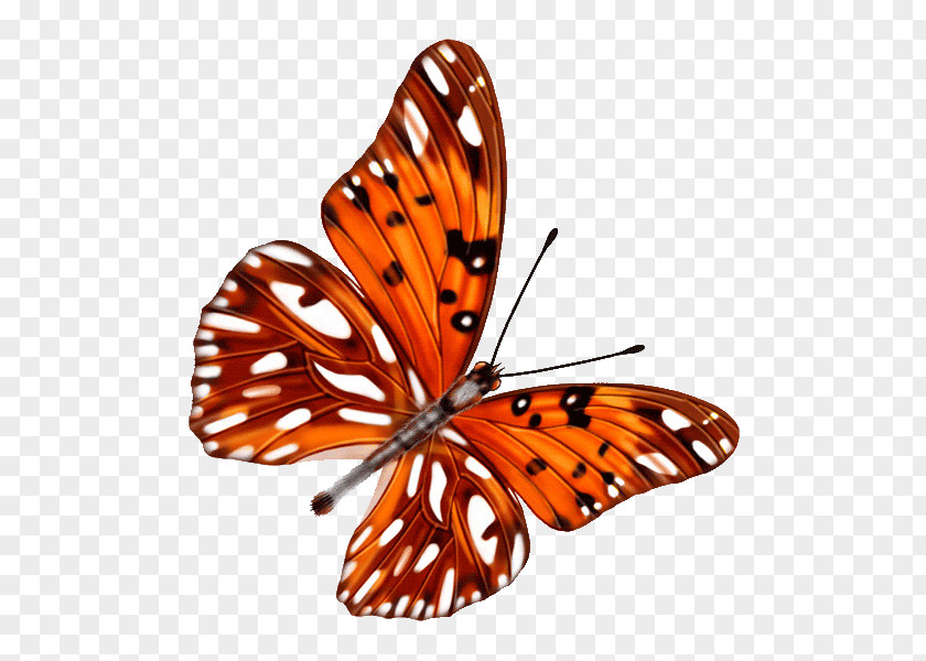 Butterfly Preview Download PNG