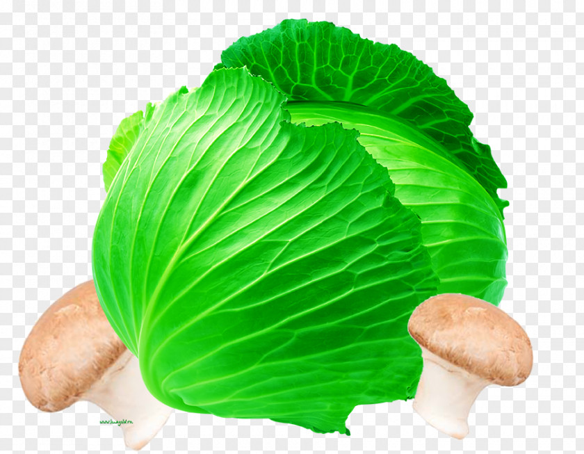 Delicious Cabbage Material Vegetable Food Plant Capsicum PNG