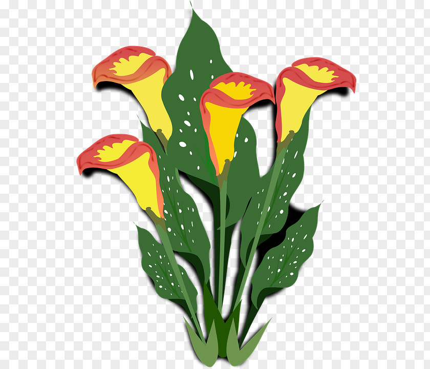 Flower Clip Art Arum-lily Image Openclipart PNG