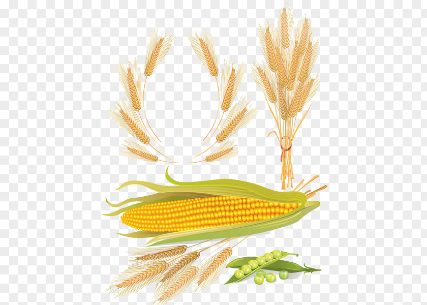 Wheat Corn Maize Cereal Euclidean Vector PNG