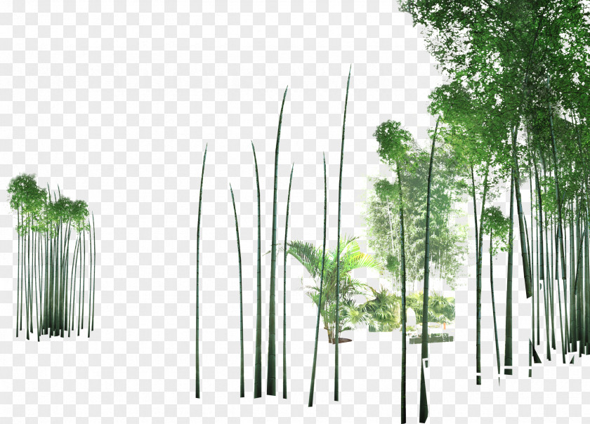 Bamboo Shulin District Tree PNG