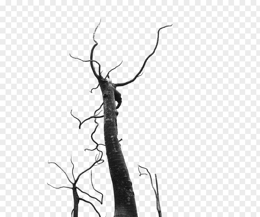 Branch Silhouette PNG