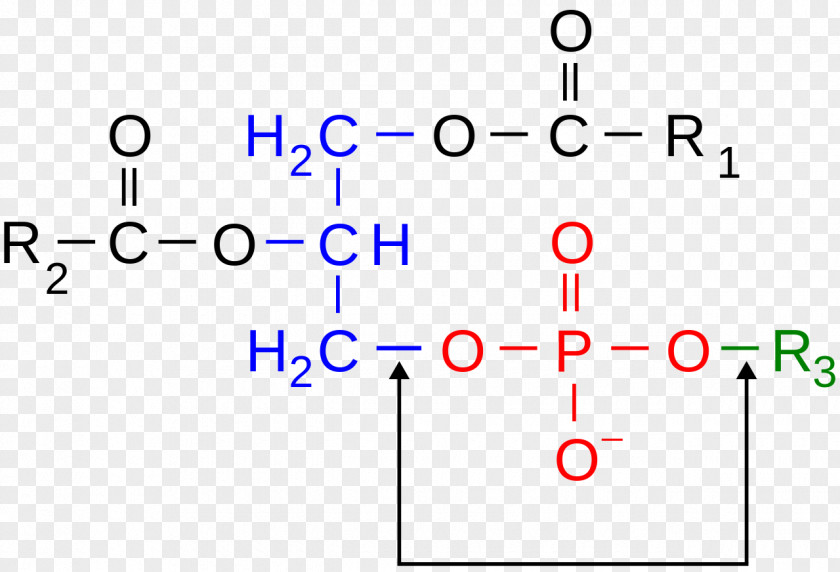Cover Books Phosphodiester Bond Chemical Hydrophile Phospholipid PNG