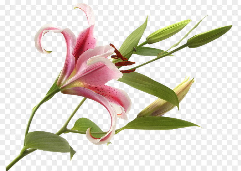Flower Lilies Madonna Lily Bulb Calla PNG