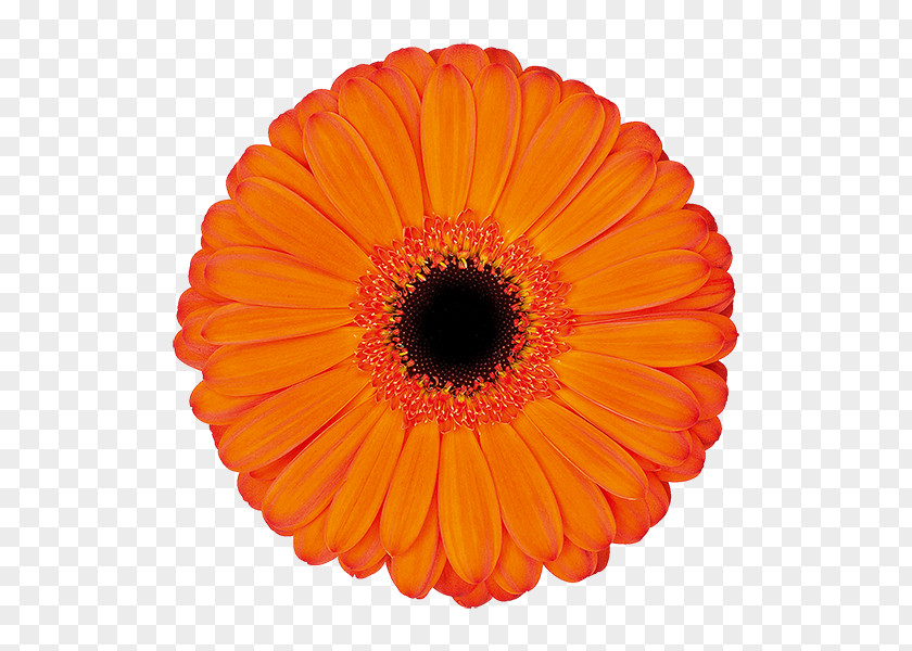 Applause Kwekerij De Zuidplas Transvaal Daisy Cut Flowers Floristry PNG