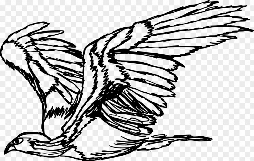 Eagle Drawing Download Clip Art Chicken Image PNG