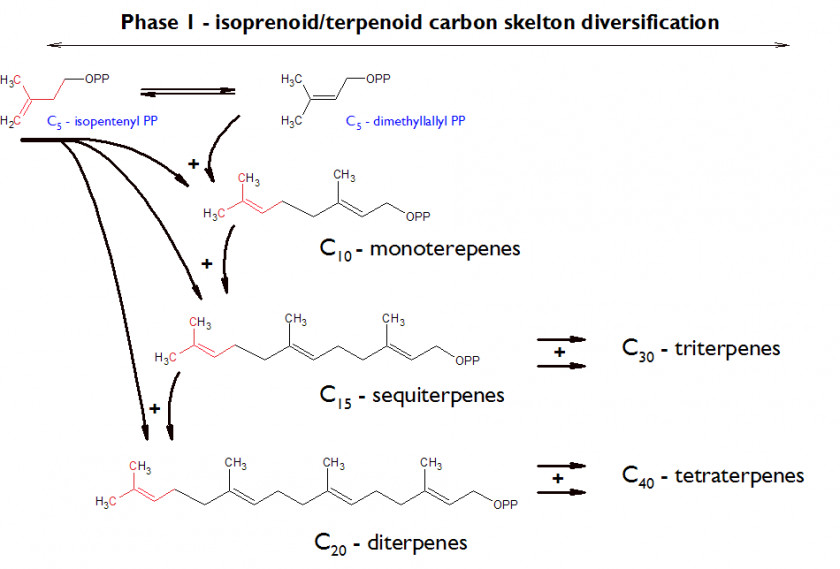 Fatty Acid Elongation Pathway Line Angle Point Document PNG