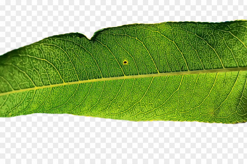 Plant Pathology Leaf Plants Biology PNG
