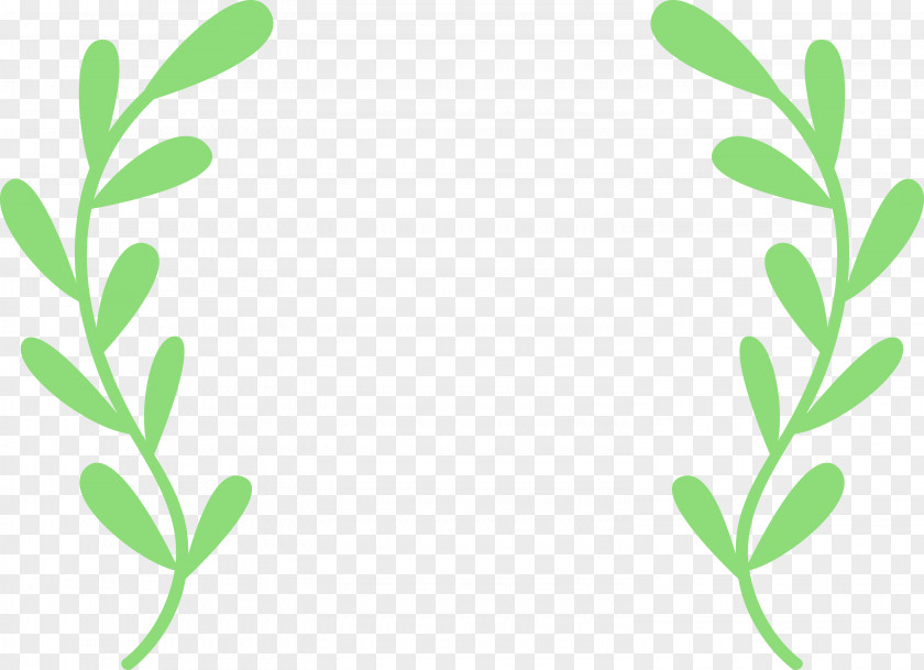 Plant Stem Branch Leaf Grasses Green PNG