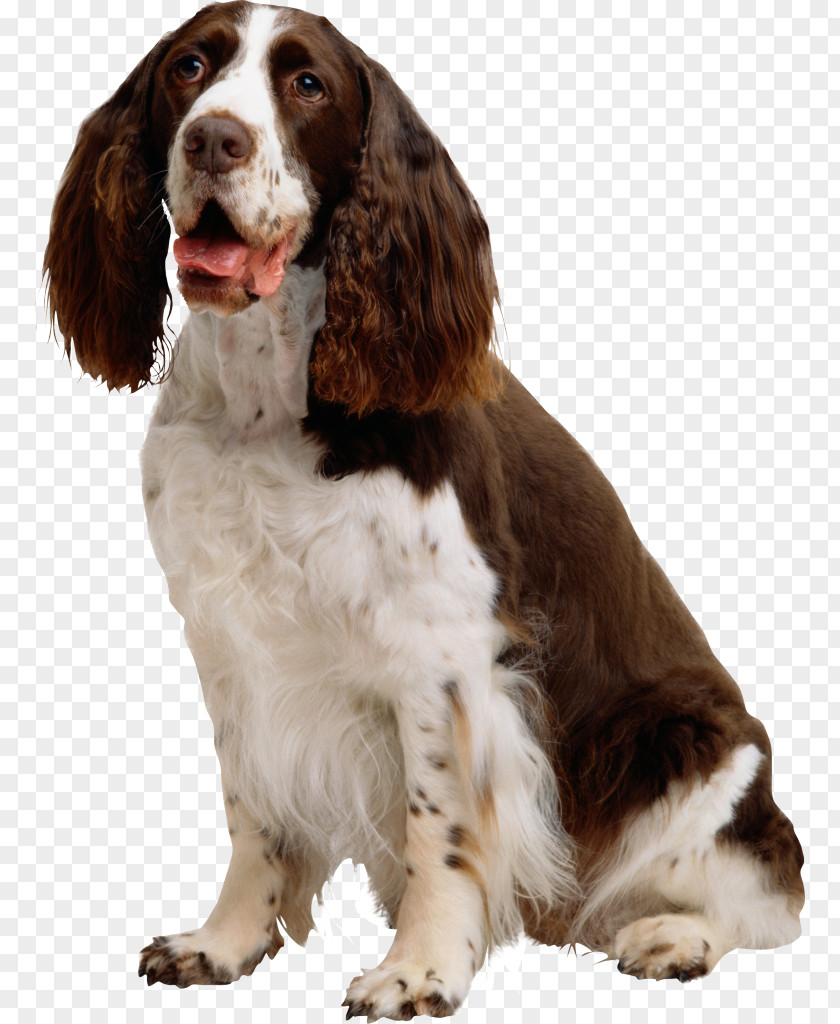 Shrimp Welsh Springer Spaniel English Cocker Dog Breed PNG