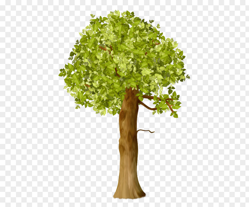 Tree Oak Shrub Clip Art PNG