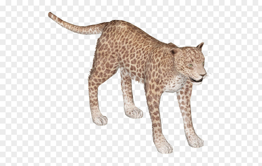 Leopard Felidae African Cheetah Lion Indian PNG