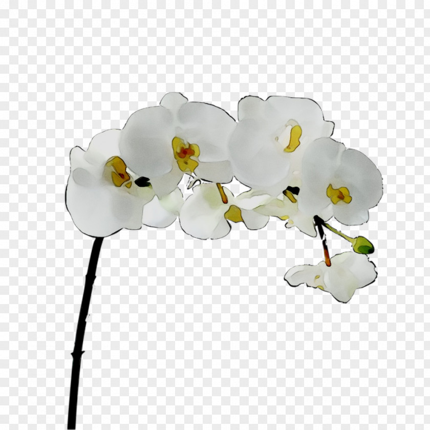 Moth Orchids Cut Flowers Petal PNG