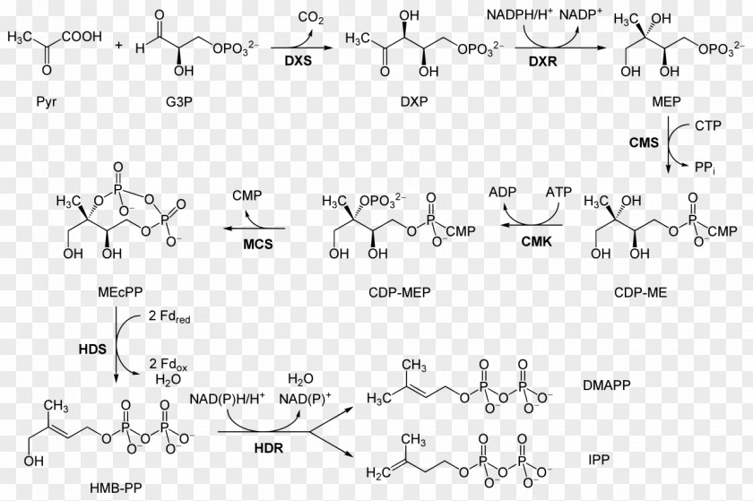 Note Books Non-mevalonate Pathway Mevalonic Acid Metabolic Isopentenyl Pyrophosphate PNG