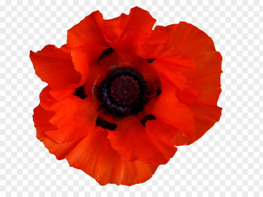 Poppies Common Poppy Remembrance Opium PNG