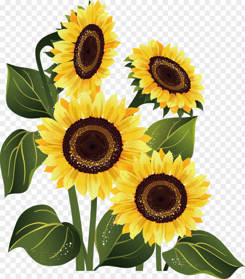 Sunflower Stock Photography Common PNG
