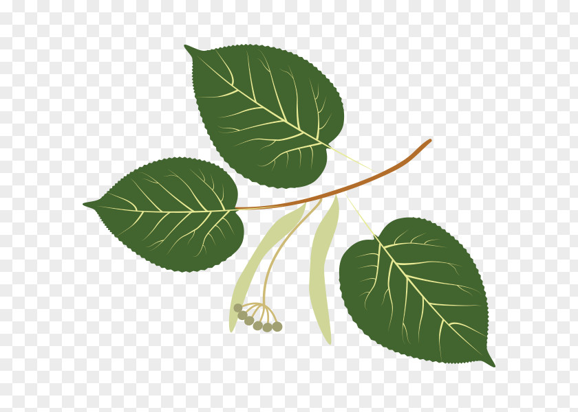 Branch Dinosaur Planet Leaf Tree Trunk PNG