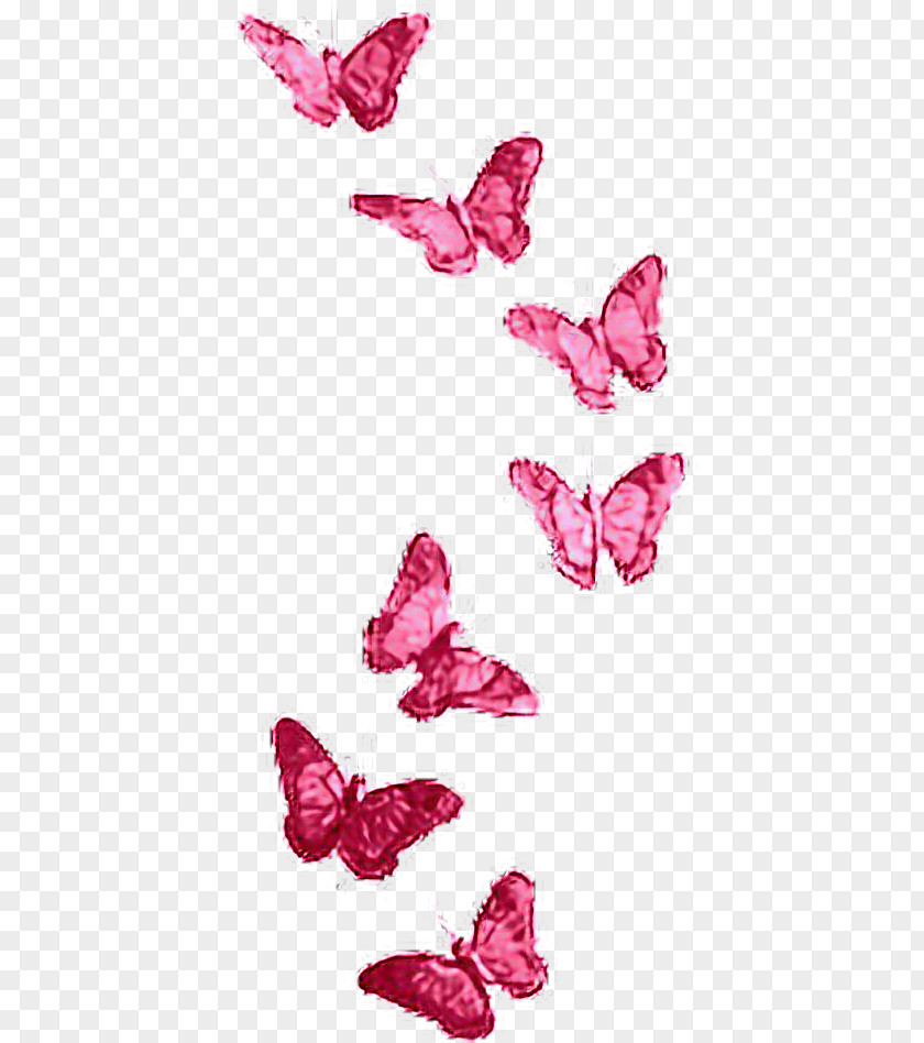 Butterfly Photography Image PNG