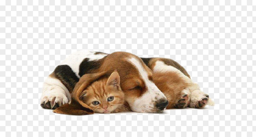 Cats And Dogs Siberian Husky Kitten Puppy Cat Cuteness PNG