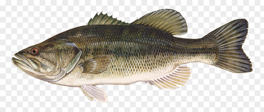 Largemouth Bass Smallmouth Fishing Freshwater Fish Black Crappie PNG