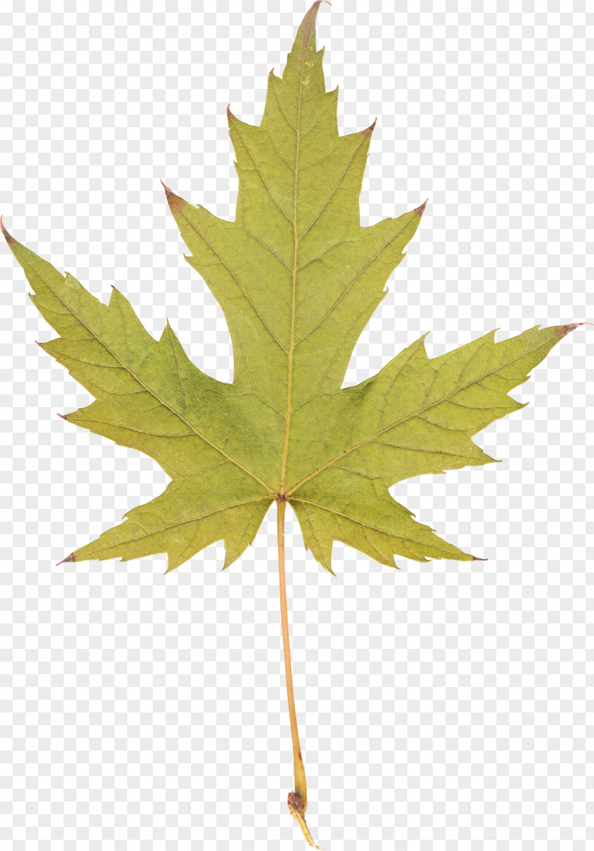 Maple Leaf Silver Red Sugar PNG