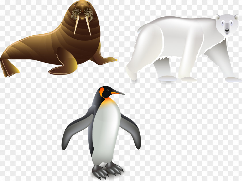 Penguin Walrus Vector Elements Euclidean Illustration PNG