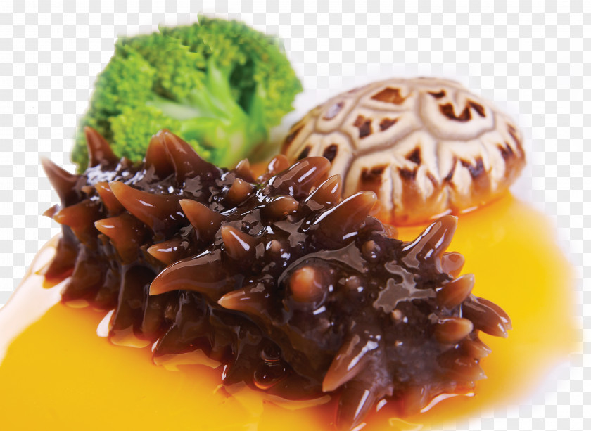 Sea Cucumber Food Eating PNG
