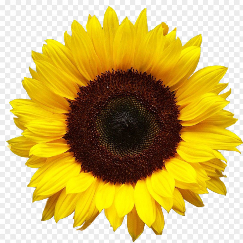 Sunflower PNG clipart PNG