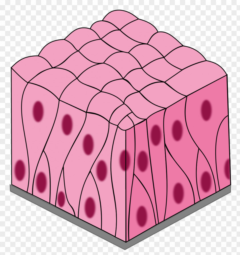 TISSUE Simple Columnar Epithelium Pseudostratified Squamous Stratified PNG