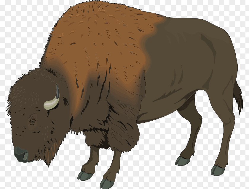 American Bison Clip Art Transparency Image PNG