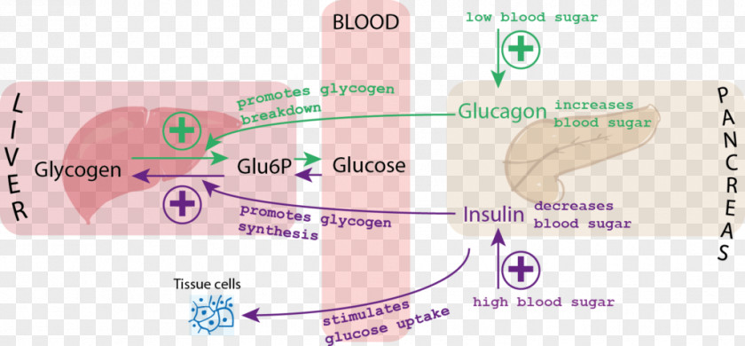 Blood Glucose Sugar Insulin Glucagon Glycemic Index PNG