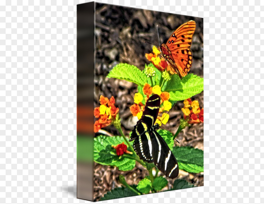 Butterfly Monarch Brush-footed Butterflies Fauna Tiger Milkweed PNG
