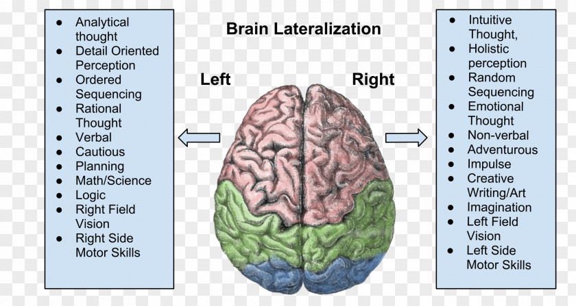On The Brain Lateralization Of Function Cerebral Hemisphere Human Cortex PNG