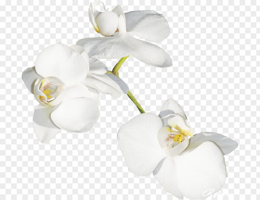 Orchid White Moth Orchids Cut Flowers Plant Stem Petal PNG