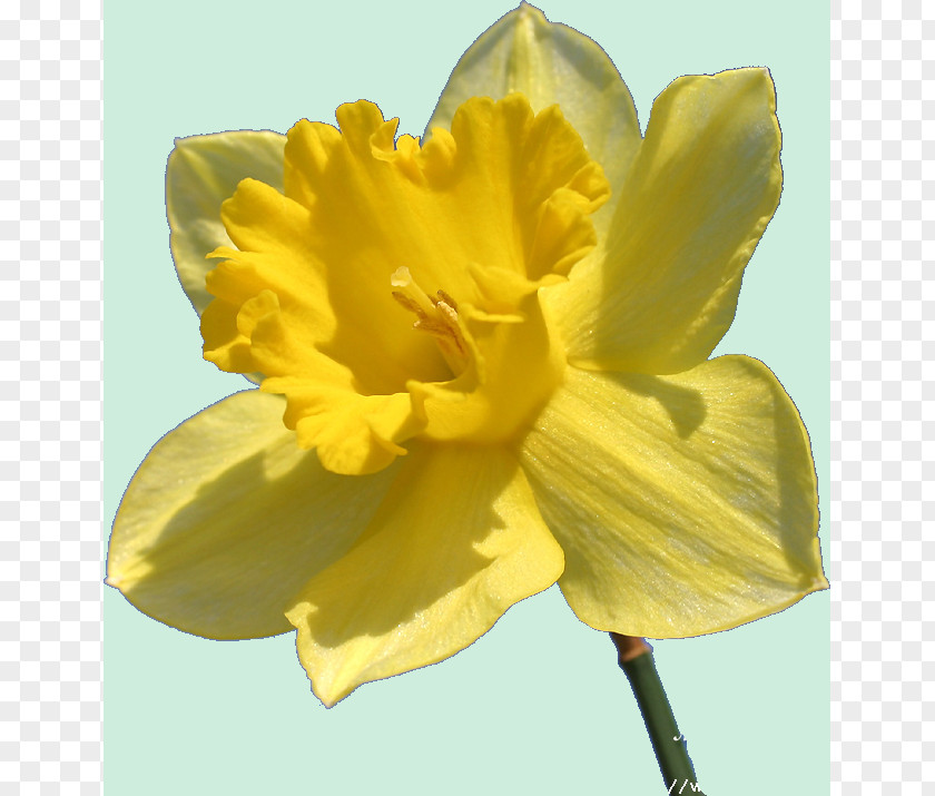Charlie Chaplin Flowering Plant Daffodil Jonquille PNG