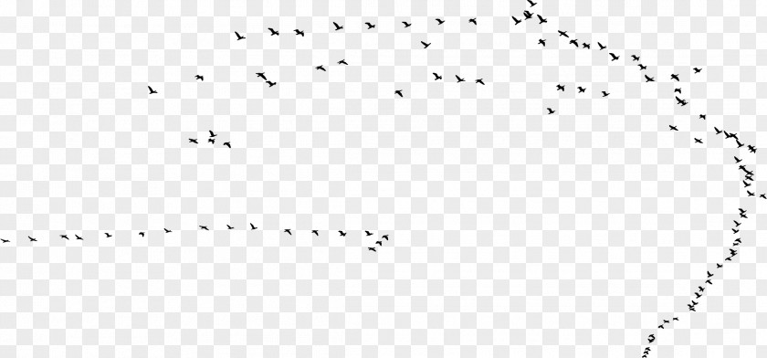 Flock Hummingbird Swallow Flight PNG