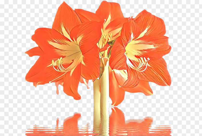 Hippeastrum Amaryllis Family Orange PNG