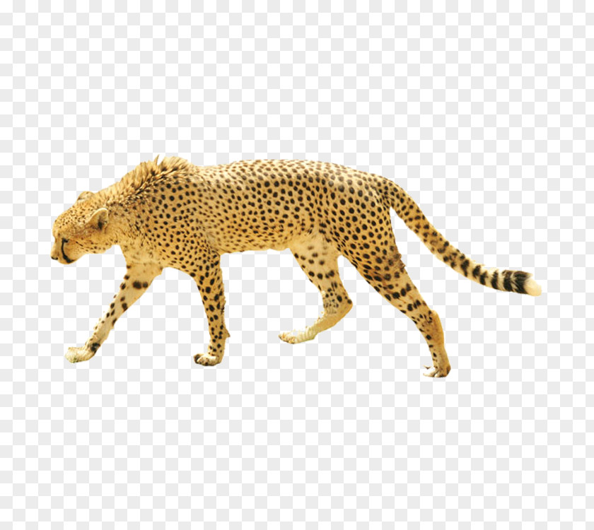 Leopard Dog Cheetah Giraffe Cat PNG