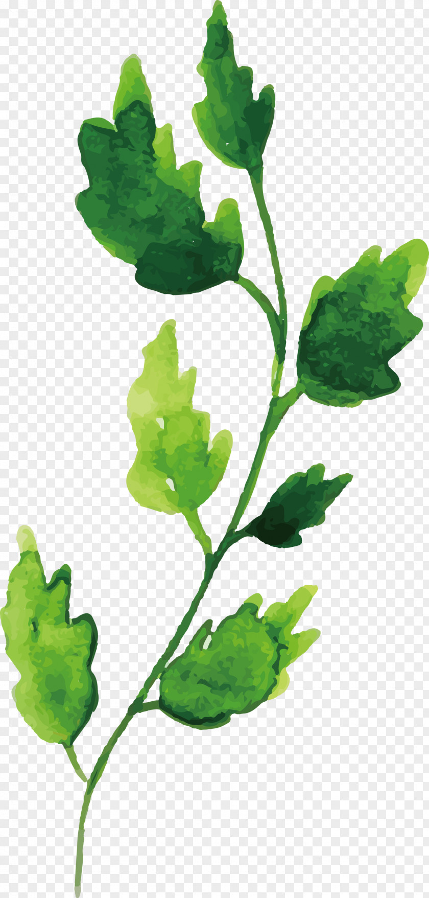 Plant Stem Leaf Vegetable Annual Herb PNG