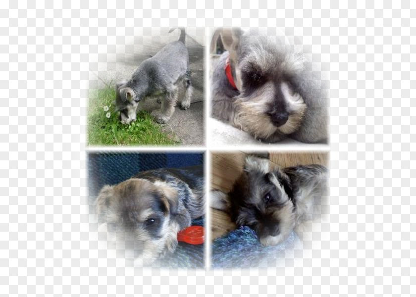 Puppy Miniature Schnauzer Schnoodle Morkie Havanese Dog PNG