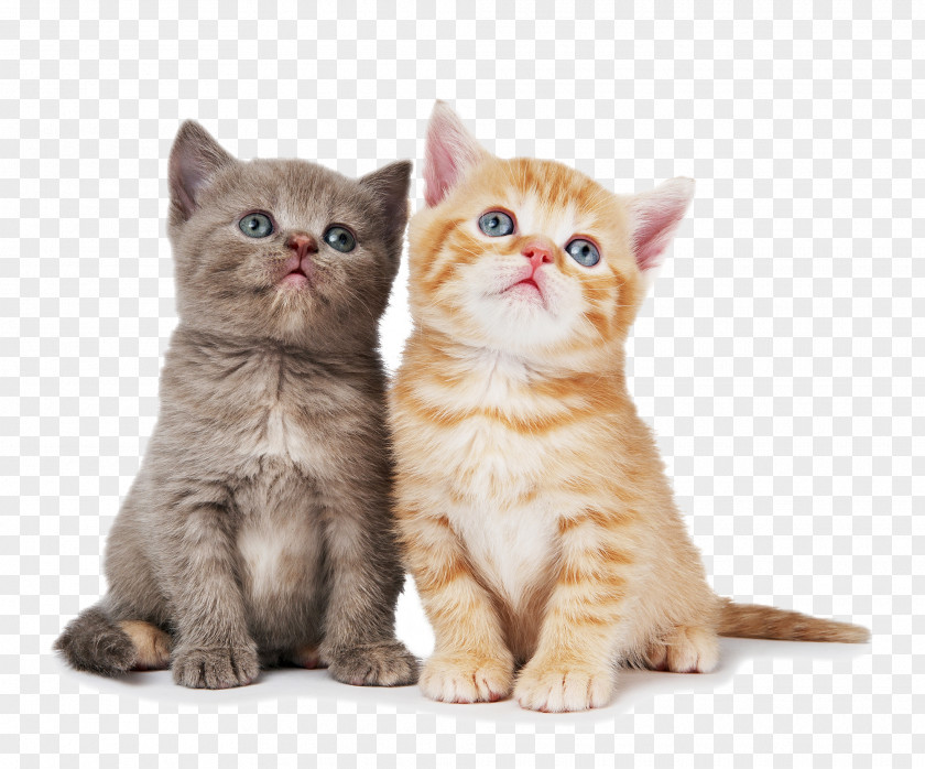 Cat British Shorthair Ragdoll Chartreux Kitten Dog PNG