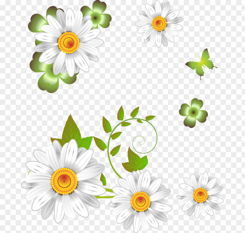 Chamomile Oxeye Daisy German Flower PNG