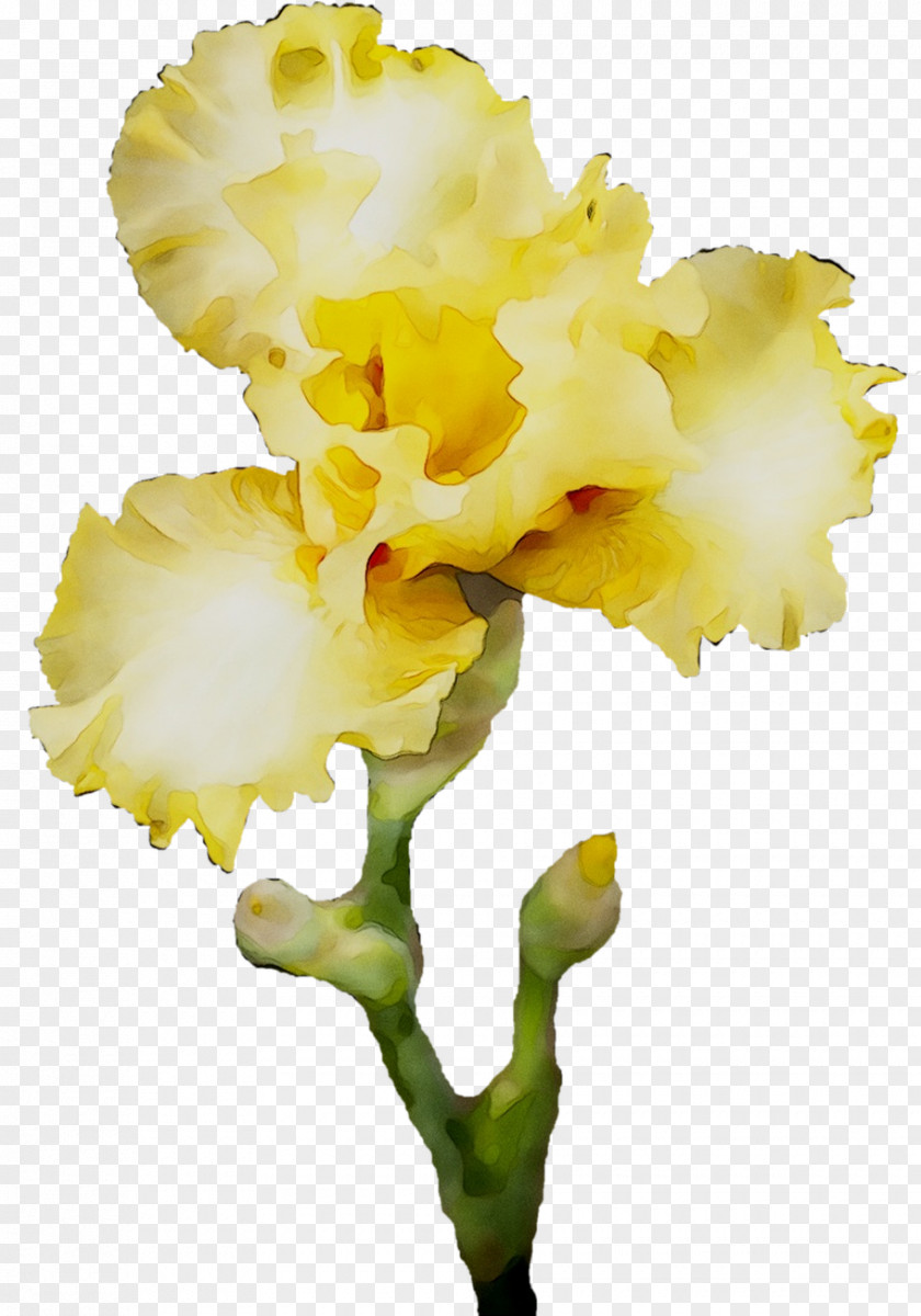 Cut Flowers Cattleya Orchids Moth Plant Stem PNG