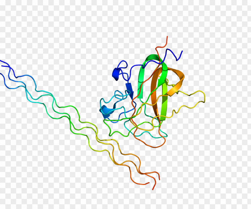 Discoidin Domain-containing Receptor 2 Tyrosine Kinase Protein PNG
